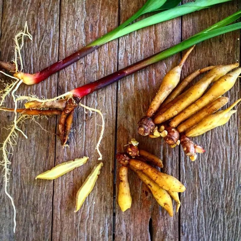 Finger Root Ginger Plant Tuber - Thai Ginger Roots for Growing Outdoor