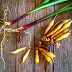 Finger Root Ginger Plant Tuber - Thai Ginger Roots for Growing Outdoor
