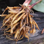 Live Finger Root Plant Tuber - Thai Fingerroot Herb Root for Growing