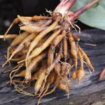 Finger Root Ginger Plant Tuber - Thai Ginger Roots for Growing Outdoor