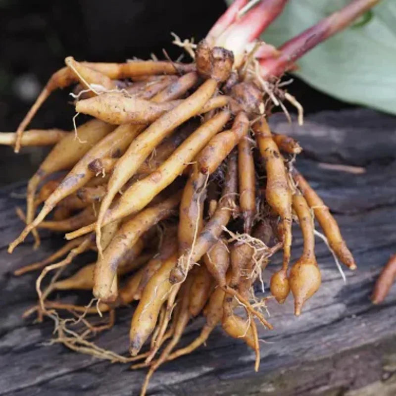 Finger Root Ginger Plant Tuber - Thai Ginger Roots for Growing Outdoor