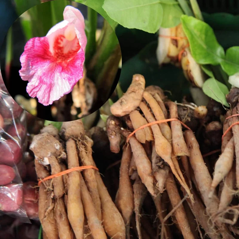 Live Finger Root Plant Tuber - Thai Fingerroot Herb Root for Growing