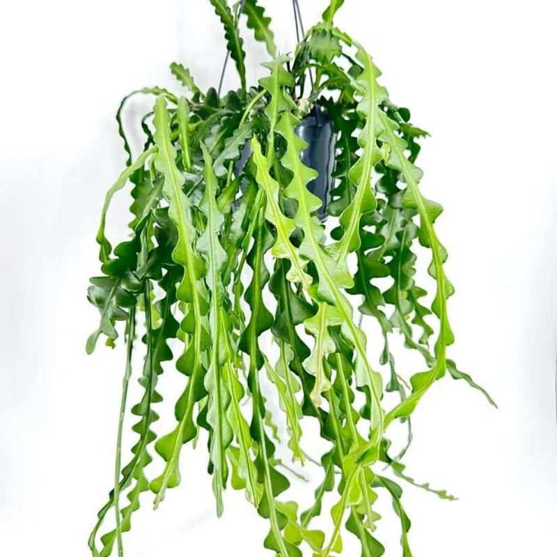 Fishbone Cactus Live Plant 8 Inch Epiphyllum Anguliger Indoor Houseplant