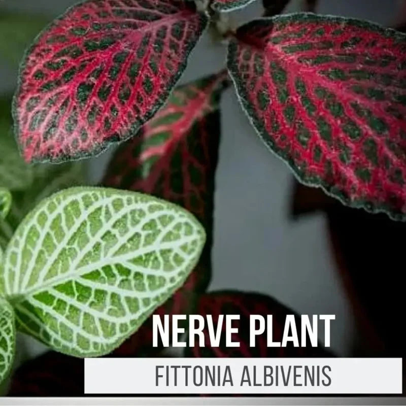 Fittonia Nerve Plant - Mixed Pink &amp; White Potted Terrarium Plants