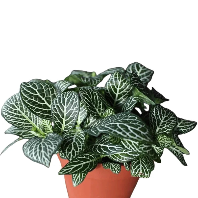 Fittonia Albivenis Nerve Plant - 2 Potted Plants - White &amp; Pink Terrarium