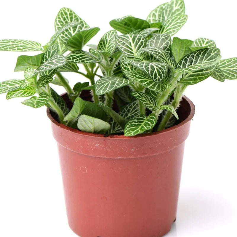 Fittonia Albivenis Nerve Plant - 2 Potted Plants - White &amp; Pink Terrarium