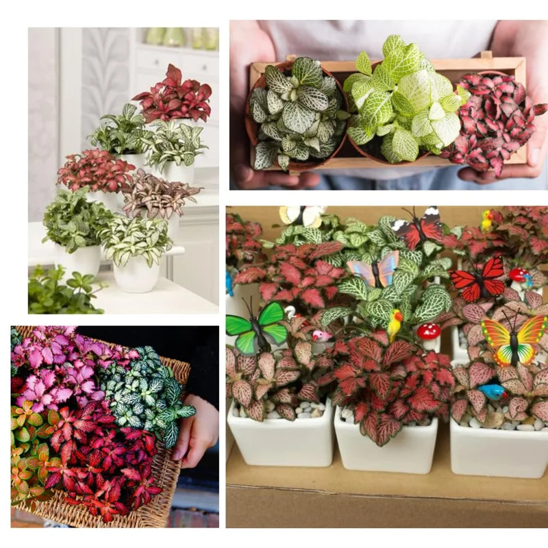 Nerve Plant Combo - White &amp; Pink Fittonia Albivenis - 4 Inch Potted Terrarium Plants