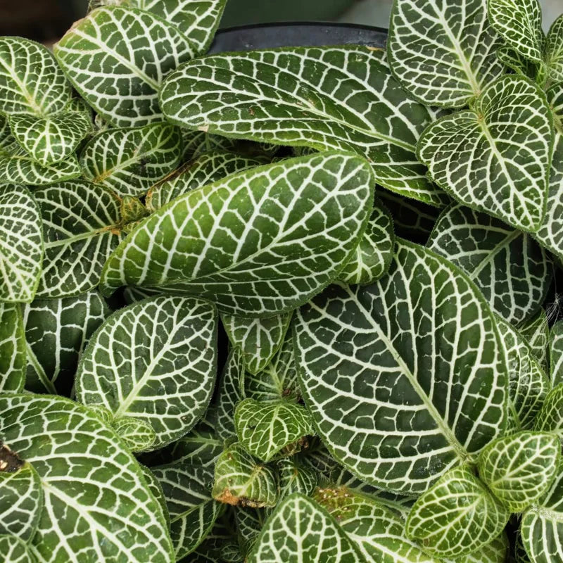 Fittonia Nerve Plants Live Set - Pink &amp; White Mix, 4 Inch Pot, Indoor Terrarium Plants