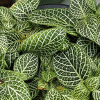 Fittonia Nerve Plants Live Set - Pink &amp; White Mix, 4 Inch Pot, Indoor Terrarium Plants