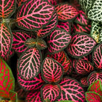 Fittonia Nerve Plants Live Set - Pink &amp; White Mix, 4 Inch Pot, Indoor Terrarium Plants