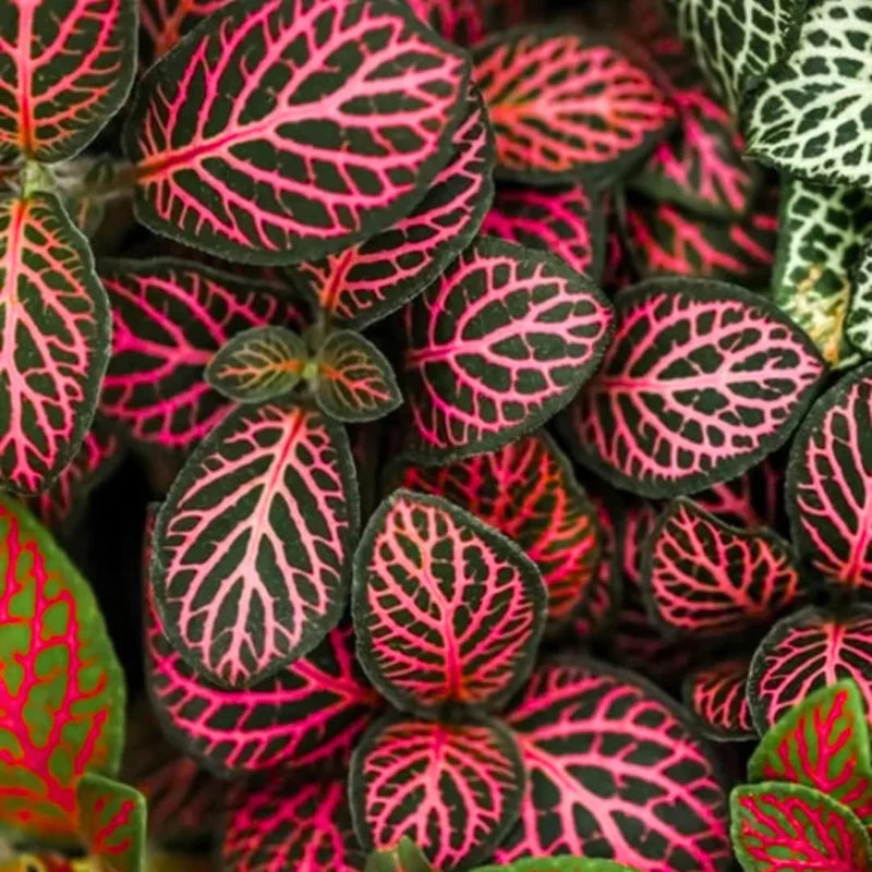 Fittonia Nerve Plants Live Set - Pink &amp; White Mix, 4 Inch Pot, Indoor Terrarium Plants