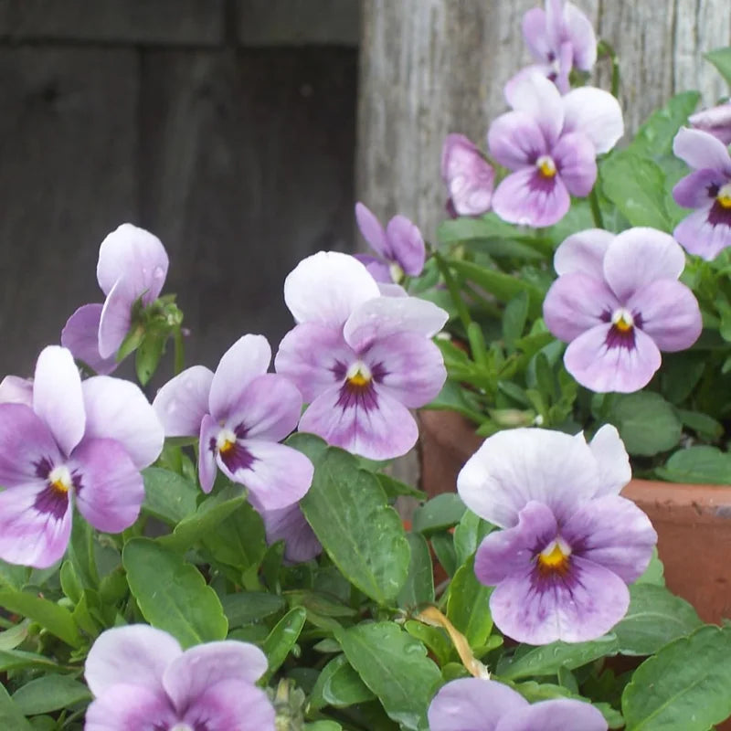 Flowering Pansy Plants Live Assorted - 4 Inch Pot - White Yellow Purple