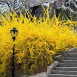 Forsythia Shrubs Bareroots - 10-Pack Lynwood Gold Forsythia Plants 12-18 Inches Tall for Bright Yellow Garden Landscaping