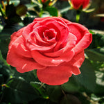 Fragrant Cloud Rose Plant Live, 2 Quart Rose Potted Live Plant