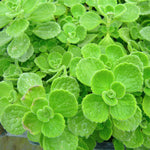 Fragrant Plectranthus Vick Plant Live – 4-Inch Potted Houseplant for Indoors or Garden Landscaping