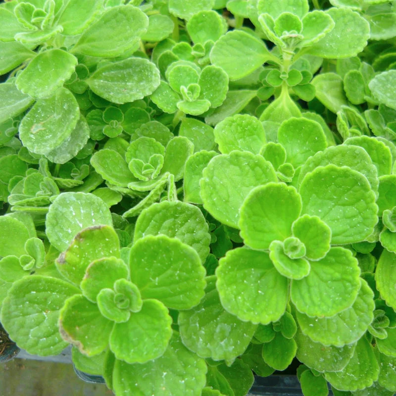 Fragrant Plectranthus Vick Plant Live – 4-Inch Potted Houseplant for Indoors or Garden Landscaping
