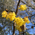 Yellow Wintersweet Live Plant – Winter-Blooming Tree with Fragrant Flowers, 4-Inch Pot for Stunning Gardens