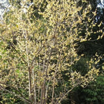 Yellow Wintersweet Live Plant – Winter-Blooming Tree with Fragrant Flowers, 4-Inch Pot for Stunning Gardens