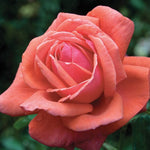 Fragrant Cloud Rose Bush, 2 Quart Pot, Rose Live Plant