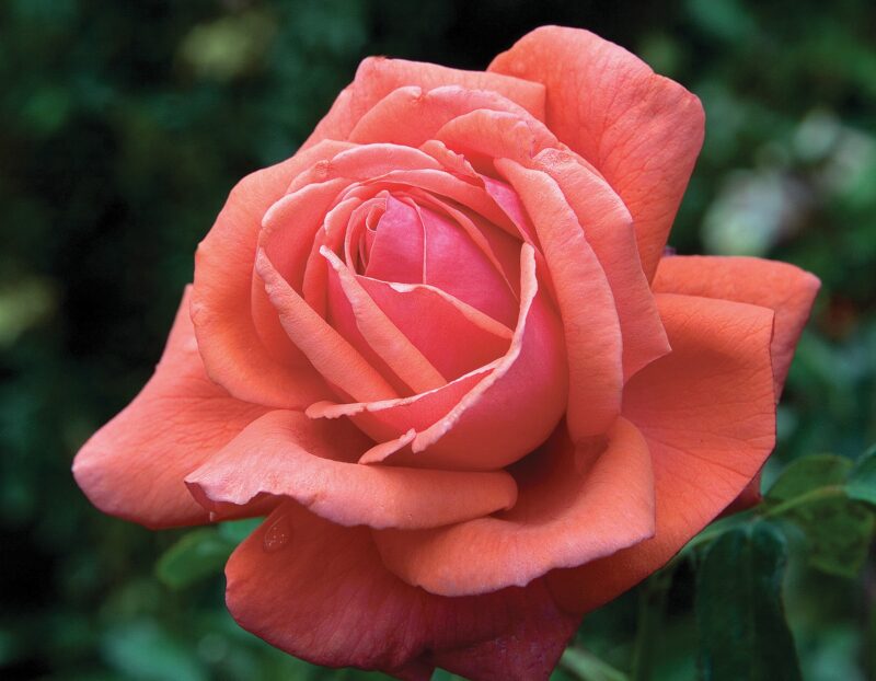 Fragrant Cloud Rose Bush, 2 Quart Pot, Rose Live Plant