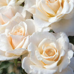 French Lace Rose Plant Live