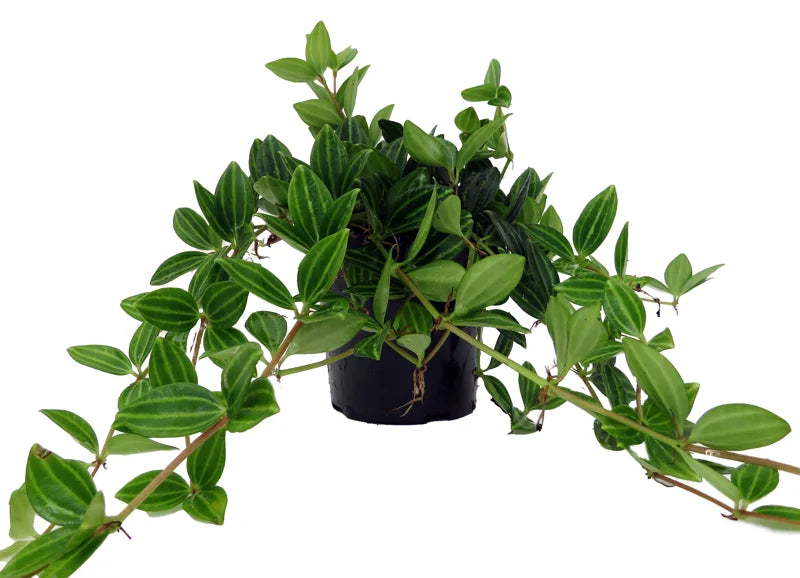 Funky Frog Peperomia Angulata 4" Pot - Green, Glossy Leaves