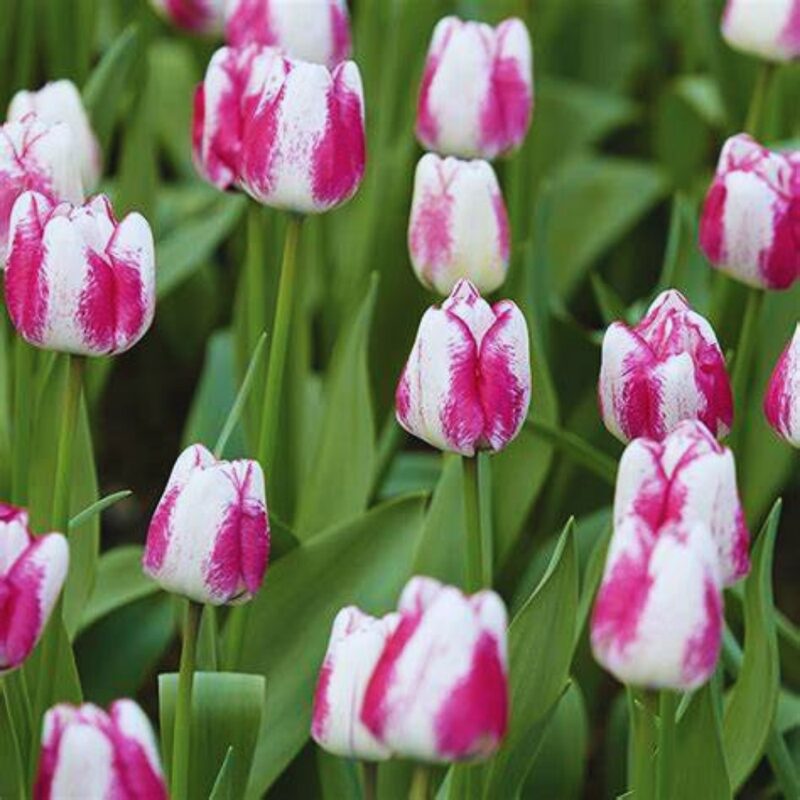 40 Pink and White Rembrandt Tulip Bulbs, Beautiful Flower Bulbs