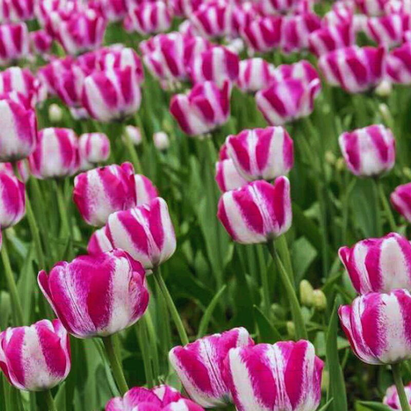 40 Pink and White Rembrandt Tulip Bulbs, Beautiful Flower Bulbs