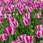 40 Pink and White Rembrandt Tulip Bulbs, Beautiful Flower Bulbs