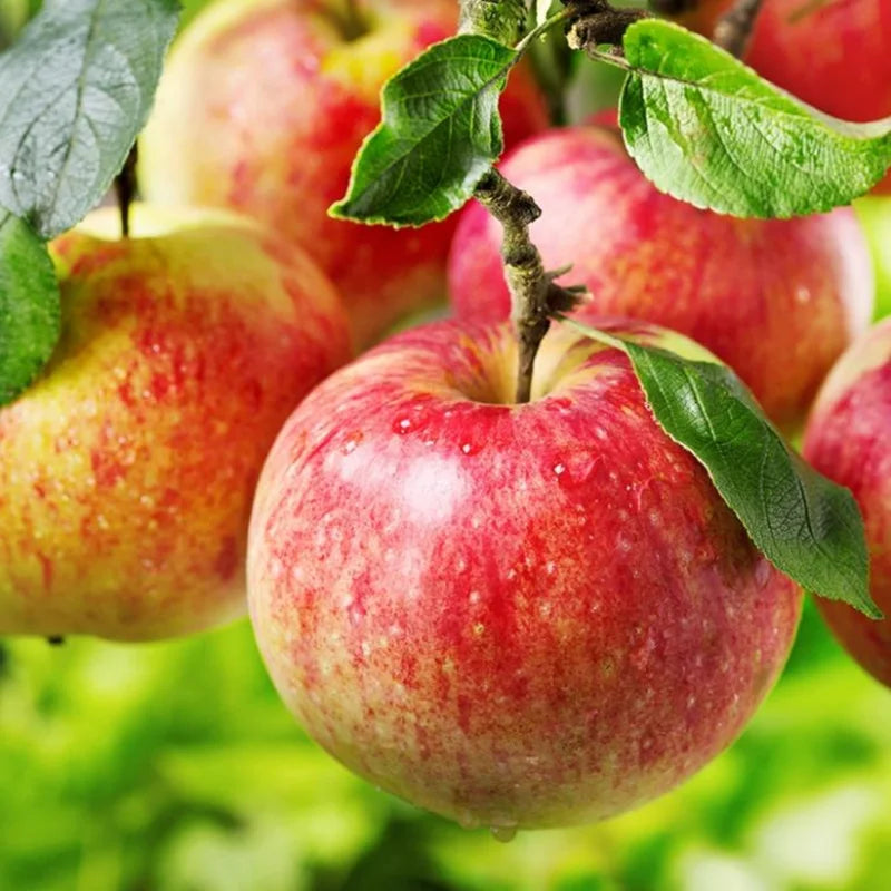 Gala Apple Tree Live Plant - 18-24 Inch Bare Root Apple Fruit Tree for Garden Outdoor