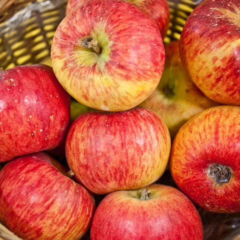 Gala Apple Tree Live Plant - 18-24 Inch Bare Root Apple Fruit Tree for Garden Outdoor