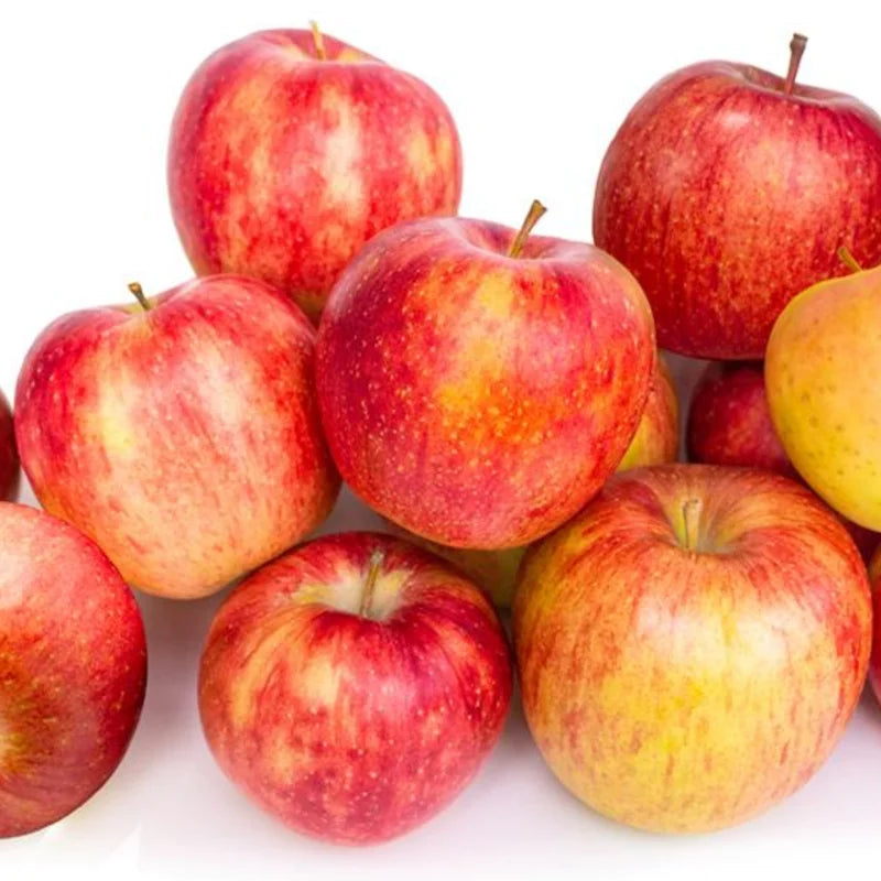 Gala Apple Tree Live Plant - 2 to 3 Feet Tall Red Apple Tree