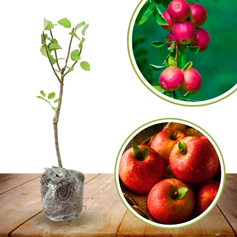 Gala Apple Tree Live Plant - 2 Feet Tall Red Apple Tree