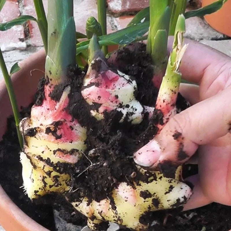Galanga Thai Ginger Live Plants - 4 Starter Herb Plants - 5-6 Inch Tall
