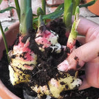 Galanga Thai Ginger Live Plants - 4 Starter Herb Plants - 5-6 Inch Tall