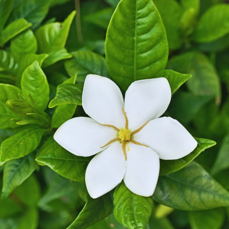 Jasmine Vine Bush Plants - Gardenia Jasminoides - Live Gardenia Plant