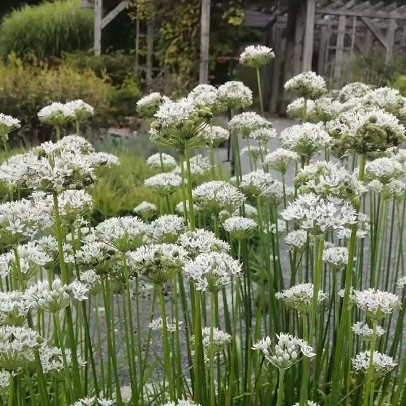 Garlic Chive Plants 20 Count Fresh Culinary Herb Garden Ready