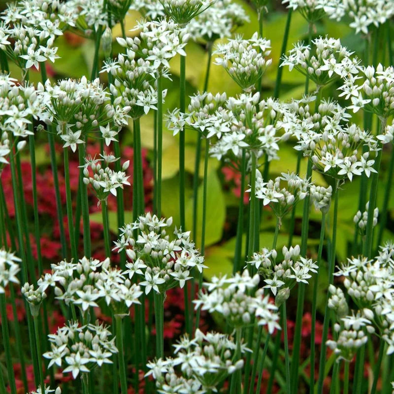 Garlic Chive Plants 30 Count Fresh Herb Culinary Garden