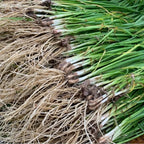 Garlic Chive Plants 20 Count Fresh Culinary Herb Garden Ready