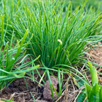Garlic Chive Plants - 10 Plant Bundle - Culinary Herb Garden Starter
