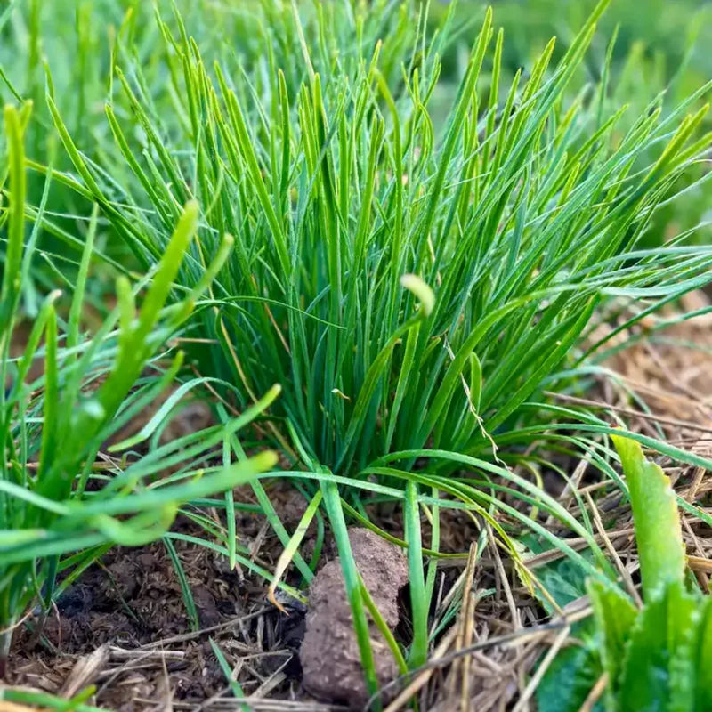 Garlic Chive Plants - 10 Plant Bundle - Culinary Herb Garden Starter