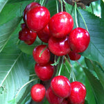 Hardy Cherry Tree Live Plant, 3-4 Feet Tall in 3 Gallon Pot, Classic Cherry Plant for Reliable Outdoor Yields