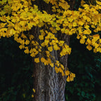 Ginkgo Biloba Tree Live Plants - 3 Bare Root Maidenhair Trees 18-24 Inches Outdoor Shrub