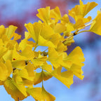 Ginkgo Biloba Tree Live Plants - 3 Bare Root Maidenhair Trees 18-24 Inches Outdoor Shrub