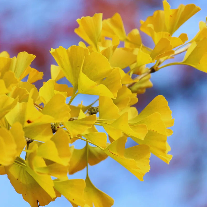 Ginkgo Biloba Tree Live Plants - 3 Bare Root Maidenhair Trees 18-24 Inches Outdoor Shrub