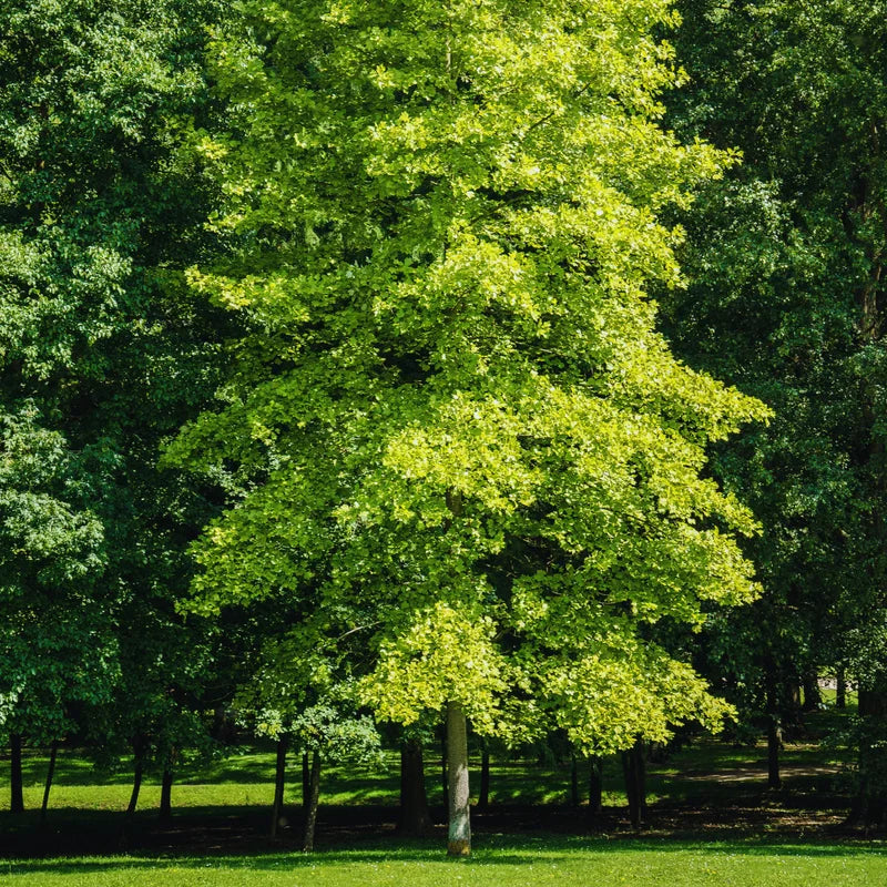Ginkgo Biloba Tree Live Plants - 3 Bare Root Maidenhair Trees 18-24 Inches Outdoor Shrub