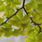 Ginkgo Biloba Tree Live Plants - 3 Bare Root Maidenhair Trees 18-24 Inches Outdoor Shrub