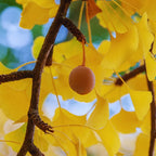 Ginkgo Biloba Tree Live Plants - 3 Bare Root Maidenhair Trees 18-24 Inches Outdoor Shrub