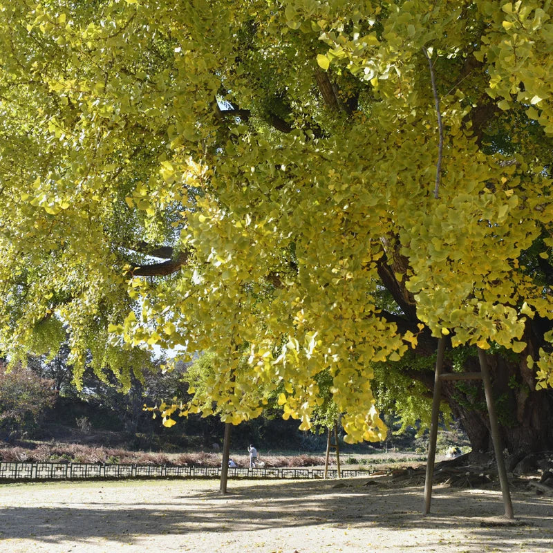 Ginkgo Biloba Tree Live Plants - 3 Maidenhair Trees 12-18 Inches Bare Roots Shrub