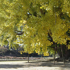 Ginkgo Biloba Tree Live Plants - 3 Maidenhair Trees 12-18 Inches Bare Roots Shrub